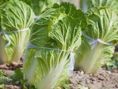 白菜生產(chǎn)基地引進農(nóng)藥殘留速測儀