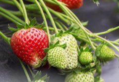 食品安全檢測儀該不該買，靠譜嗎？