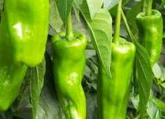 農殘快速檢測儀連續(xù)檢測穩(wěn)定性強