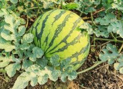 食品安全速測(cè)儀支持多通道同時(shí)檢測(cè)