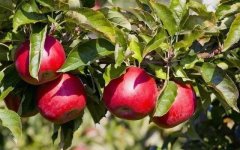 便攜式農(nóng)藥殘留檢測(cè)儀保護(hù)消費(fèi)者的利益